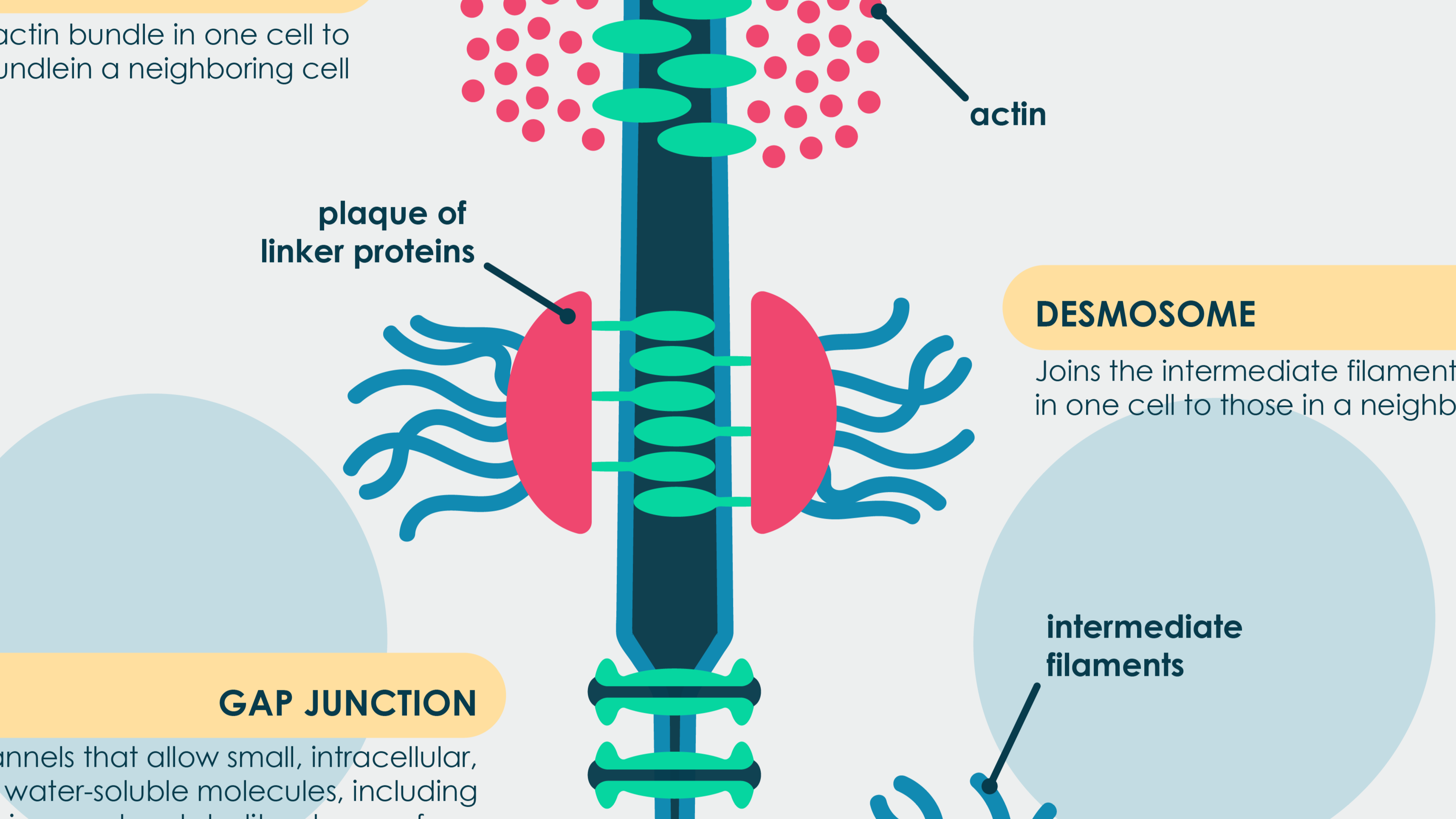 Cell to Cell Connections OER