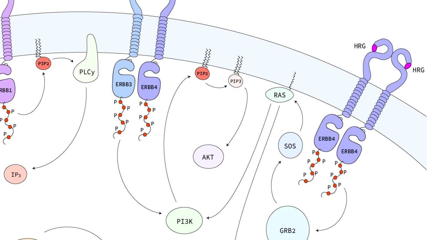 ERBB-RAS-MAPK Pathway